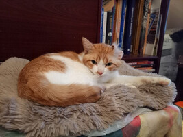 Собаки и кошки в добрые руки