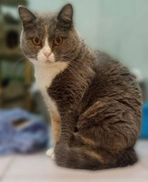 Собаки и кошки в добрые руки