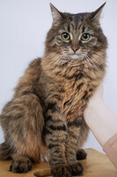 Собаки и кошки в добрые руки