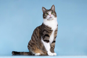 Собаки и кошки в добрые руки