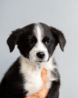 Собаки и кошки в добрые руки