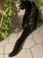 Собаки и кошки в добрые руки