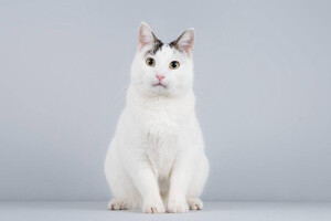 Собаки и кошки в добрые руки