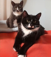 Собаки и кошки в добрые руки