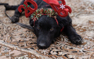 Собаки и кошки в добрые руки