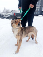 Собаки и кошки в добрые руки