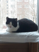 Собаки и кошки в добрые руки