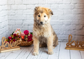 Собаки и кошки в добрые руки