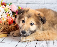 Собаки и кошки в добрые руки