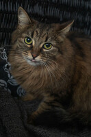 Собаки и кошки в добрые руки