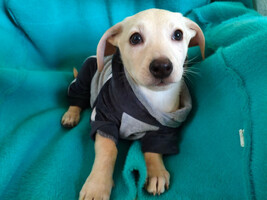 Собаки и кошки в добрые руки