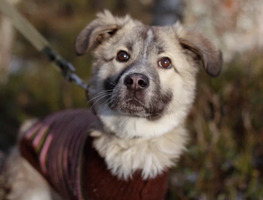 Собаки и кошки в добрые руки