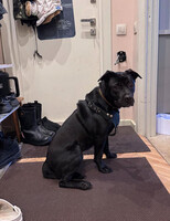 Собаки и кошки в добрые руки