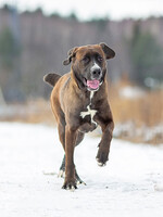 Собаки и кошки в добрые руки