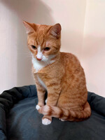 Собаки и кошки в добрые руки