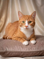 Собаки и кошки в добрые руки