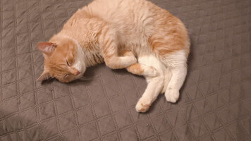 Собаки и кошки в добрые руки