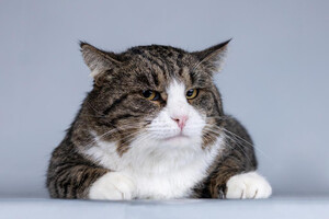 Собаки и кошки в добрые руки