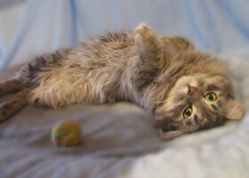 Собаки и кошки в добрые руки