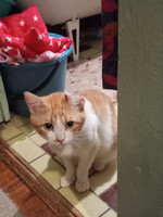 Собаки и кошки в добрые руки