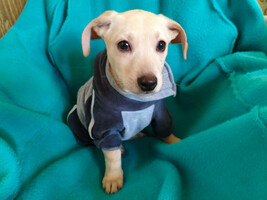 Собаки и кошки в добрые руки