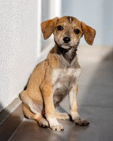 Собаки и кошки в добрые руки