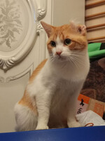 Собаки и кошки в добрые руки