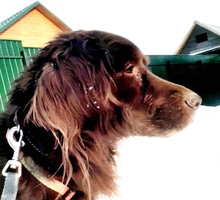 Собаки и кошки в добрые руки