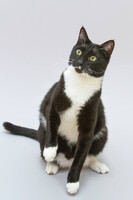 Собаки и кошки в добрые руки