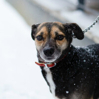 Собаки и кошки в добрые руки