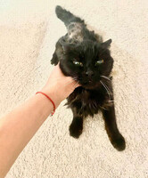 Собаки и кошки в добрые руки