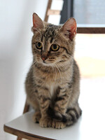 Собаки и кошки в добрые руки