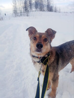 Собаки и кошки в добрые руки