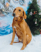 Собаки и кошки в добрые руки