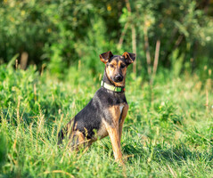 Собаки и кошки в добрые руки