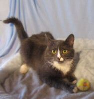 Собаки и кошки в добрые руки