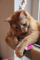 Собаки и кошки в добрые руки