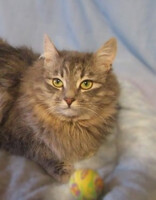 Собаки и кошки в добрые руки