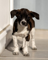 Собаки и кошки в добрые руки