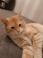 Собаки и кошки в добрые руки