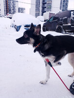 Собаки и кошки в добрые руки