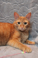 Собаки и кошки в добрые руки