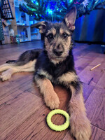 Собаки и кошки в добрые руки