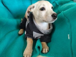 Собаки и кошки в добрые руки