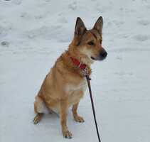 Собаки и кошки в добрые руки