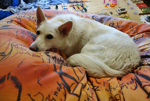 Собаки и кошки в добрые руки