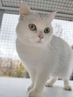 Собаки и кошки в добрые руки