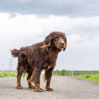 Собаки и кошки в добрые руки