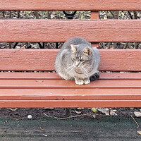 Собаки и кошки в добрые руки