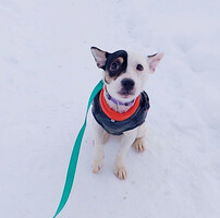 Собаки и кошки в добрые руки